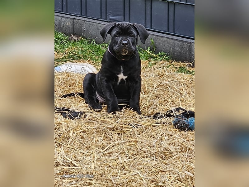 Cane corso Mischlingswelpen