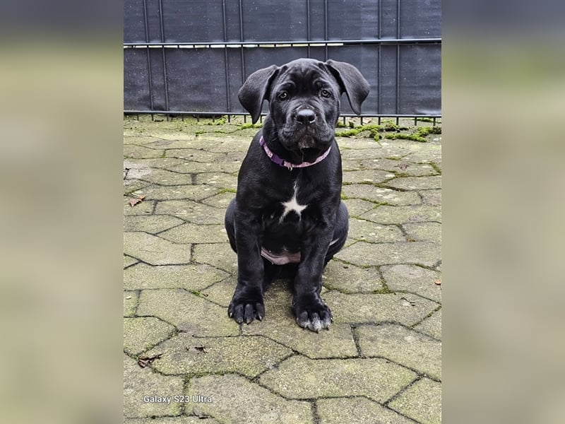 Cane corso Mischlingswelpen