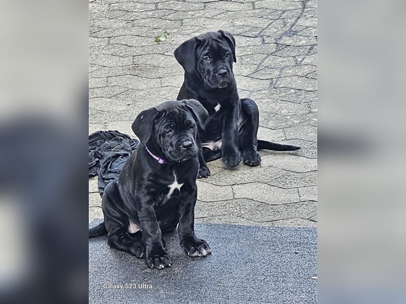 Cane corso Mischlingswelpen