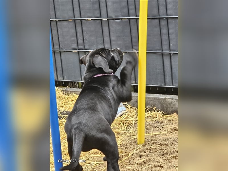 Cane corso Mischlingswelpen