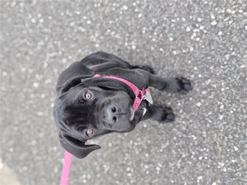 Cane corso welpen zu verkaufen