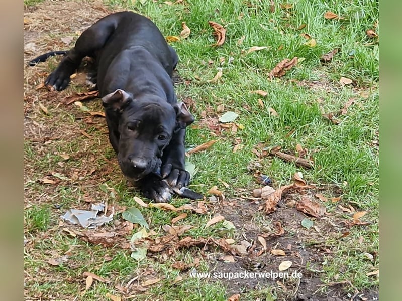 Cane Corso Mix  Saupacker