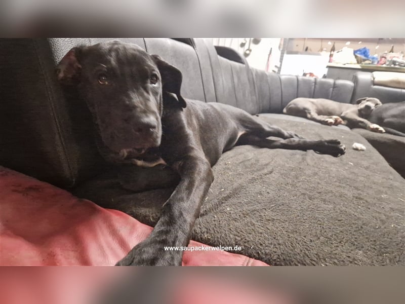 Cane Corso Mix  Saupacker