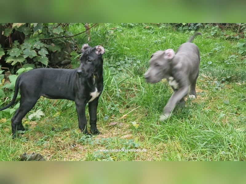 Cane Corso Mix  Saupacker