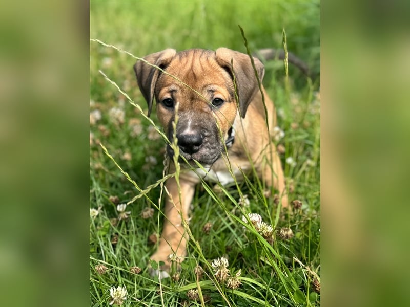 Cane Corso - Mix Welpen