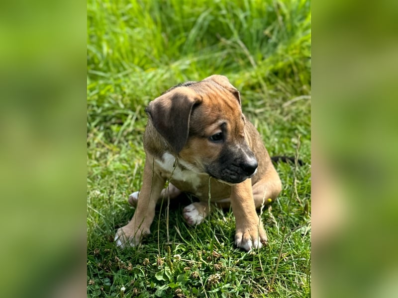 Cane Corso - Mix Welpen