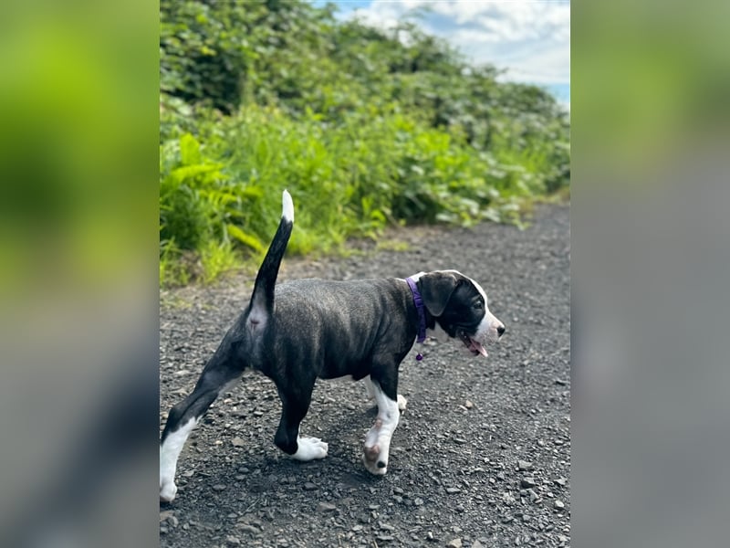 Cane Corso - Mix Welpen