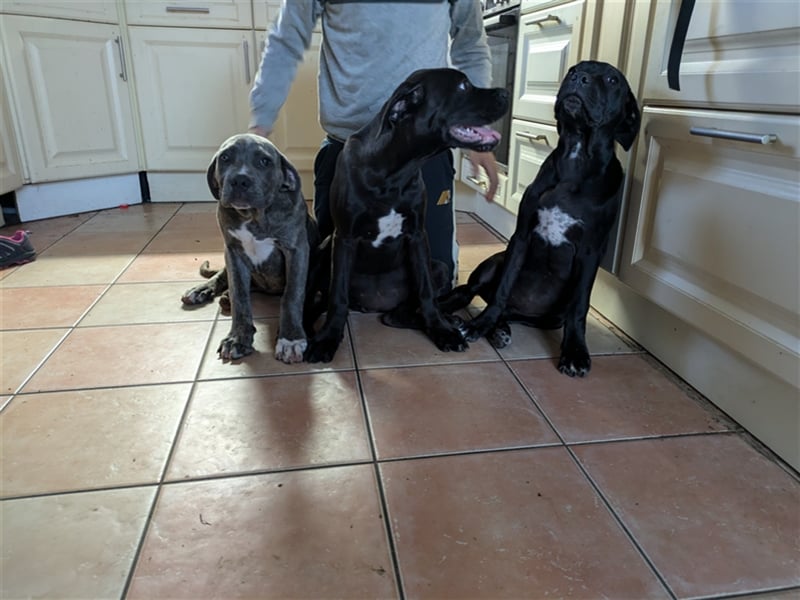 Reinrassige Cane Corso Welpen