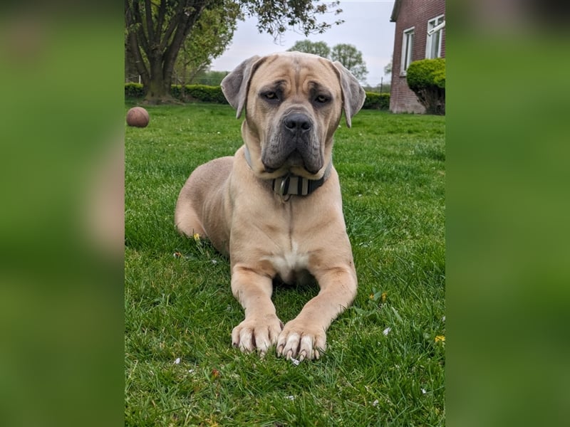 Reinrassige Cane Corso Welpen