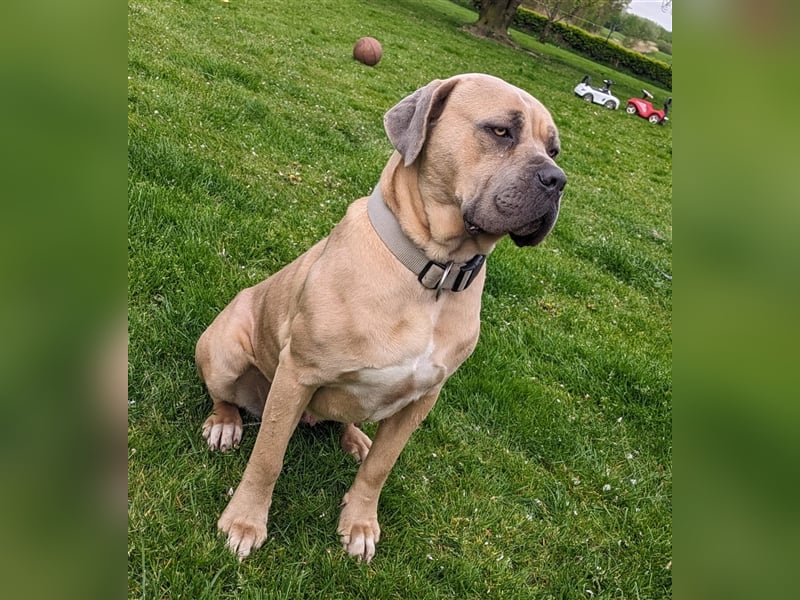 Reinrassige Cane Corso Welpen