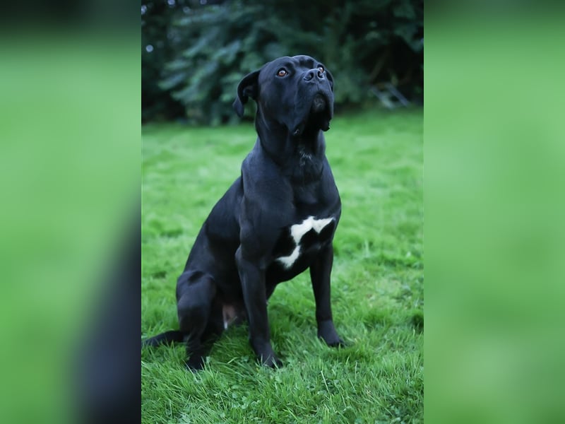 Reinrassige Cane Corso Welpen