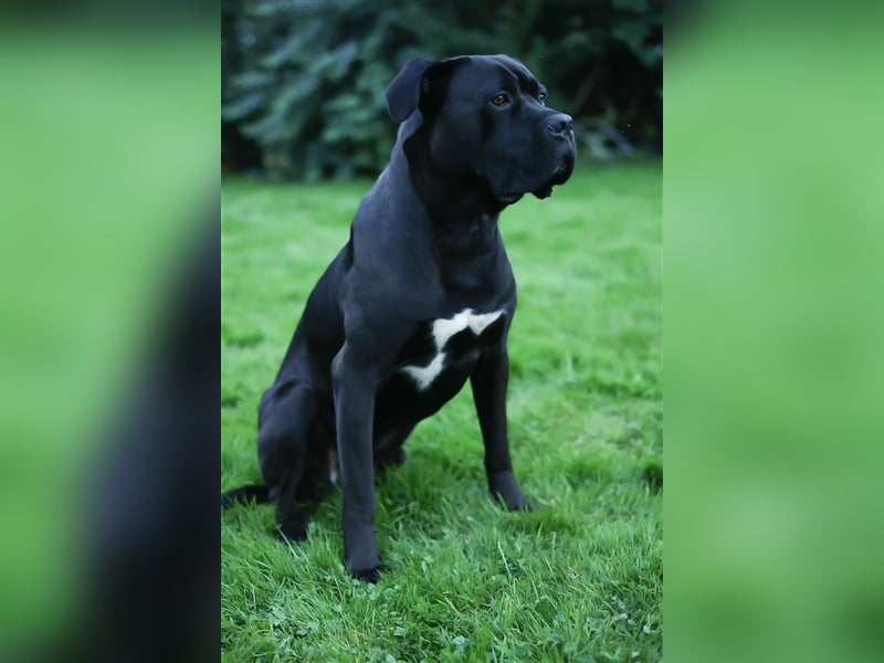 Reinrassige Cane Corso Welpen