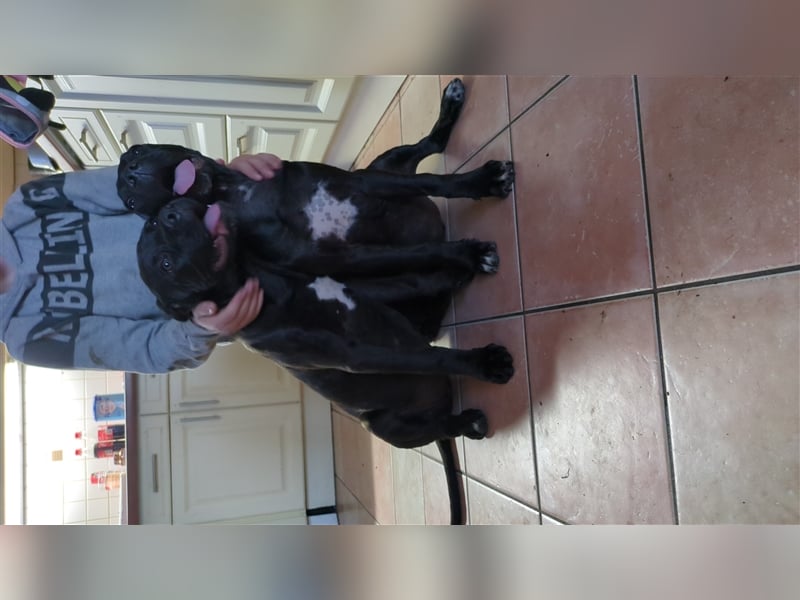 Reinrassige Cane Corso Welpen