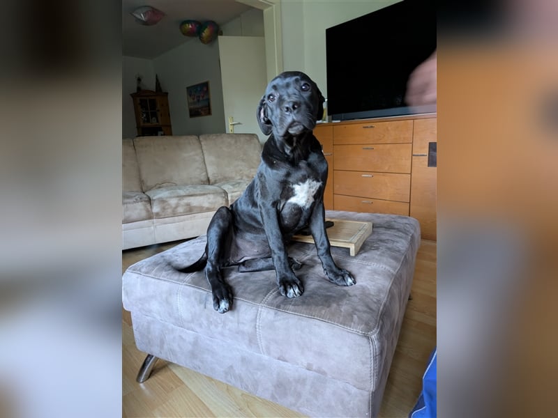 Reinrassige Cane Corso Welpen