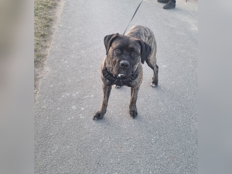 Cane corso Dame