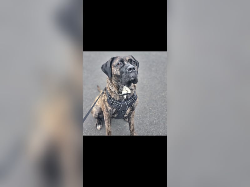 Cane corso Dame