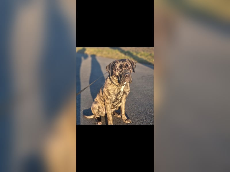 Cane corso Dame