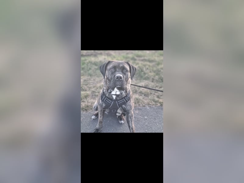 Cane corso Dame