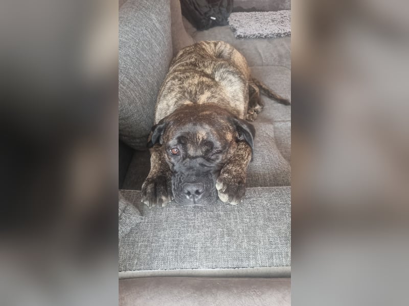 Cane corso Dame