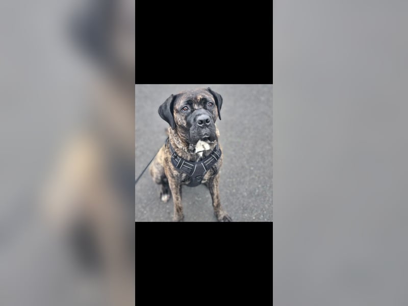 Cane corso Dame