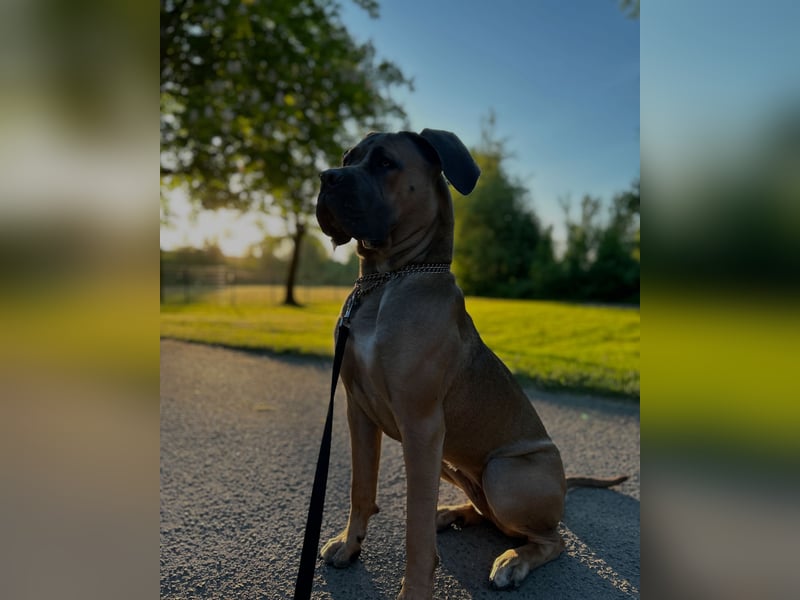 Cane Corso Hündin