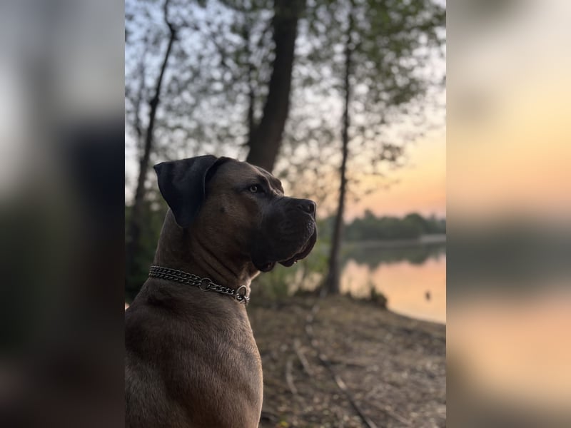 Cane Corso Hündin