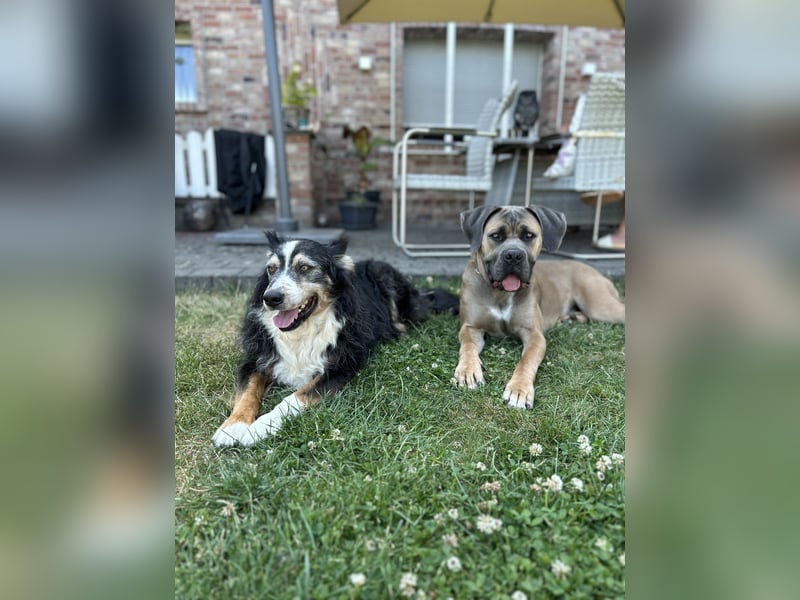 Cane Corso Hündin