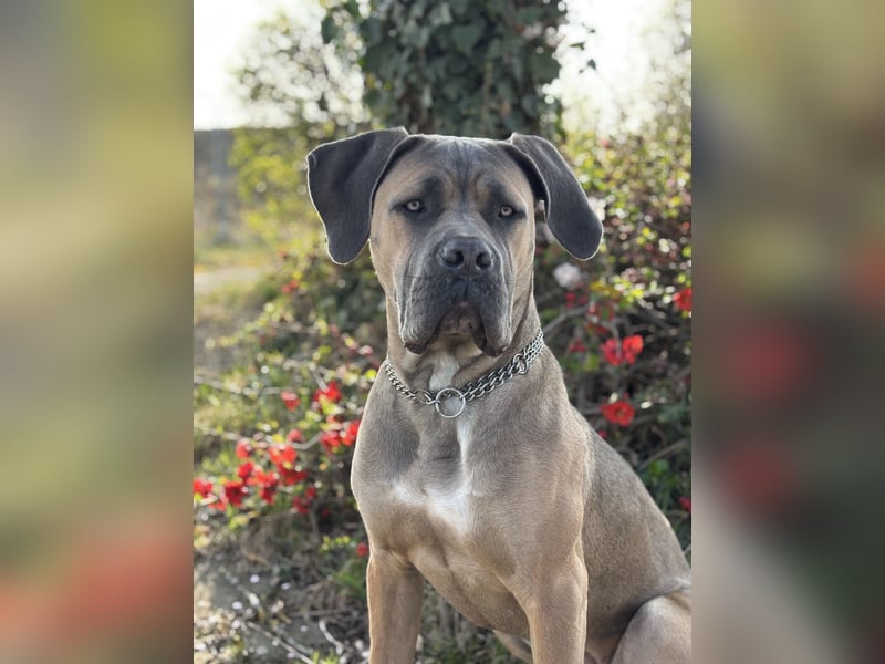 Cane Corso Hündin