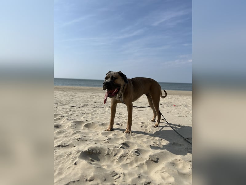 Cane Corso Hündin