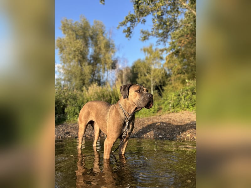 Cane Corso Hündin