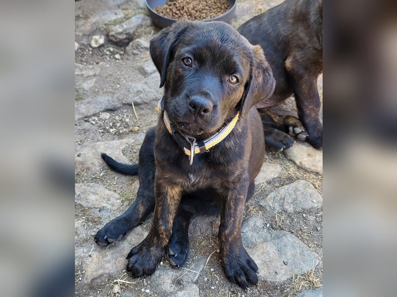 Mischlingswelben Cane Corso / Rottweiler Welpen