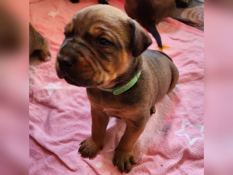 Mischlingswelben Cane Corso / Rottweiler Welpen
