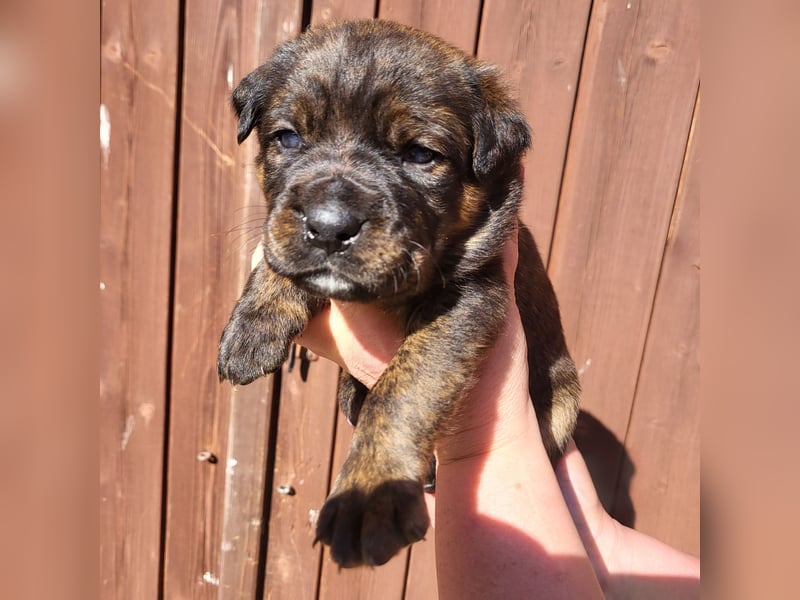 Mischlingswelben Cane Corso / Rottweiler Welpen