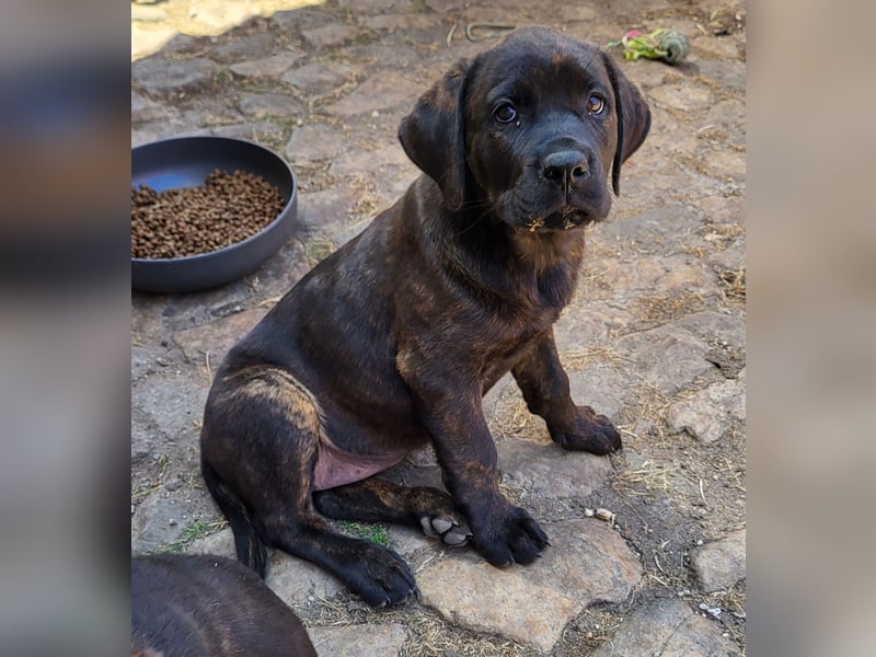 Mischlingswelben Cane Corso / Rottweiler Welpen