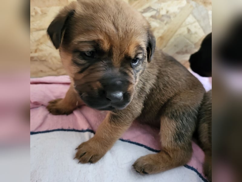 Mischlingswelben Cane Corso / Rottweiler Welpen