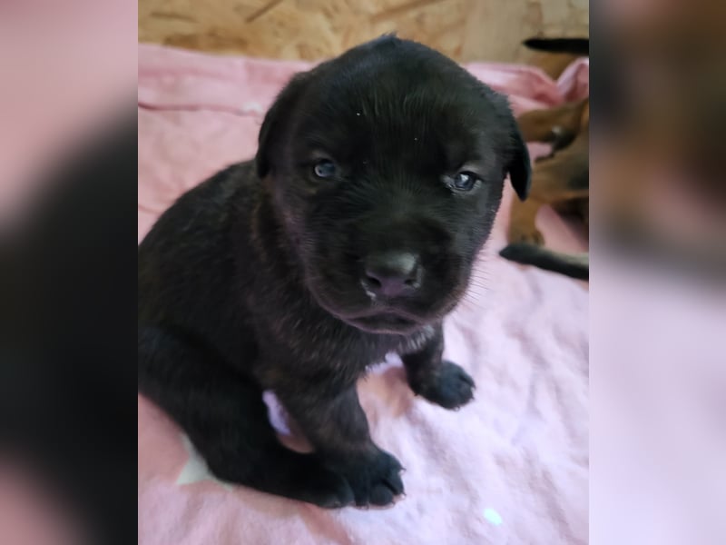 Mischlingswelben Cane Corso / Rottweiler Welpen