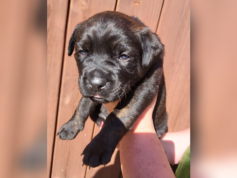 Mischlingswelben Cane Corso / Rottweiler Welpen