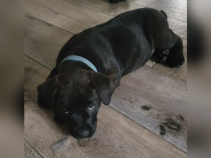 Mischlingswelben Cane Corso / Rottweiler Welpen