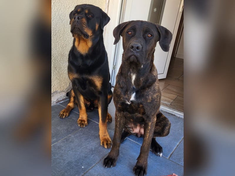 Mischlingswelben Cane Corso / Rottweiler Welpen