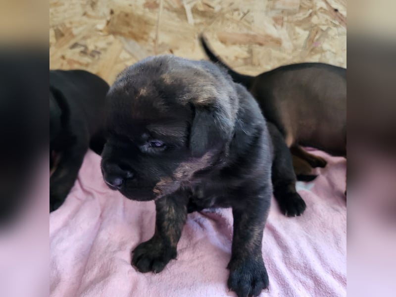 Mischlingswelben Cane Corso / Rottweiler Welpen