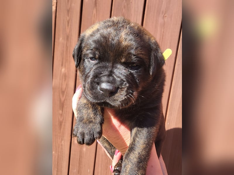 Mischlingswelben Cane Corso / Rottweiler Welpen