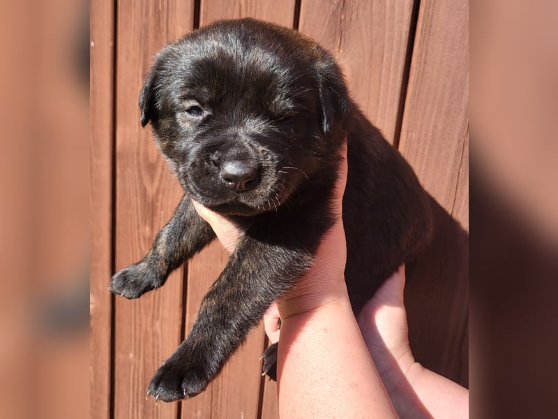 Mischlingswelben Cane Corso / Rottweiler Welpen