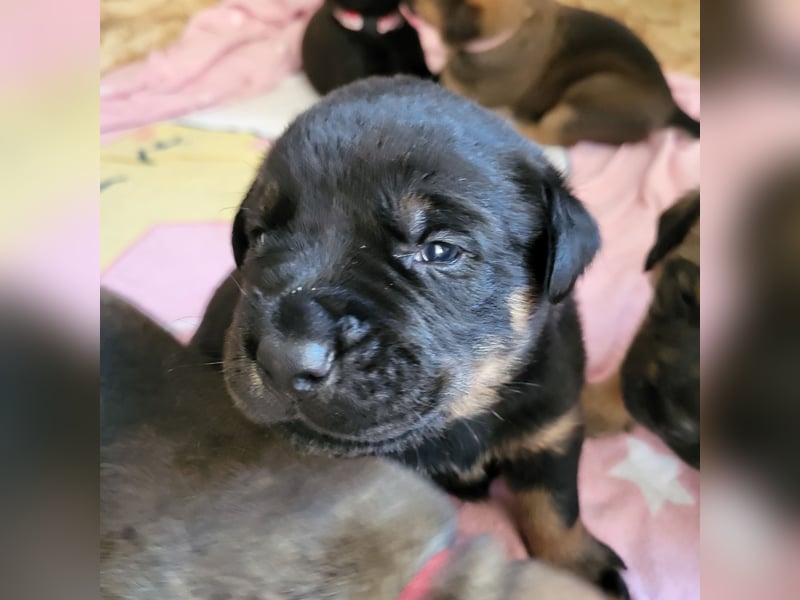 Mischlingswelben Cane Corso / Rottweiler Welpen