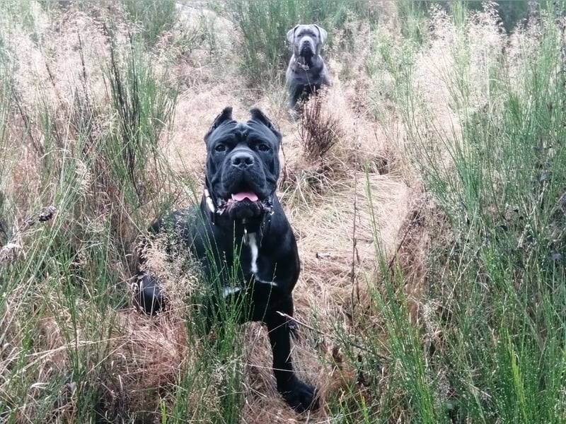 Junghunde Cane Corso