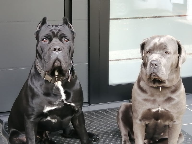 Junghunde Cane Corso