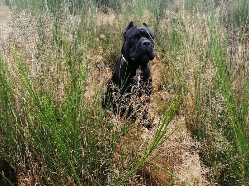 Junghunde Cane Corso
