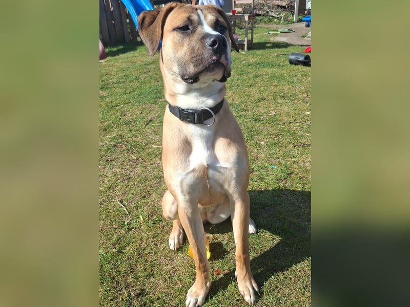 Cane Corso Mischlingshündin 8.5 Monate