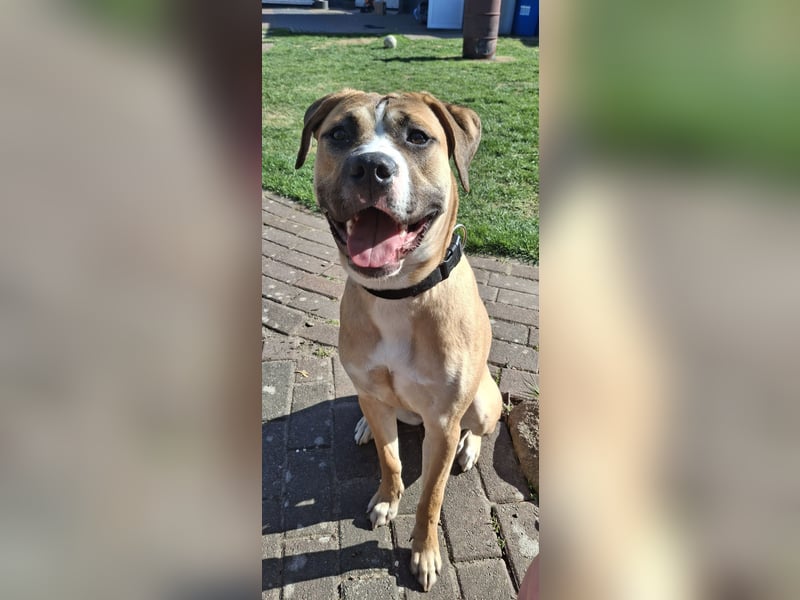 Cane Corso Mischlingshündin 8.5 Monate