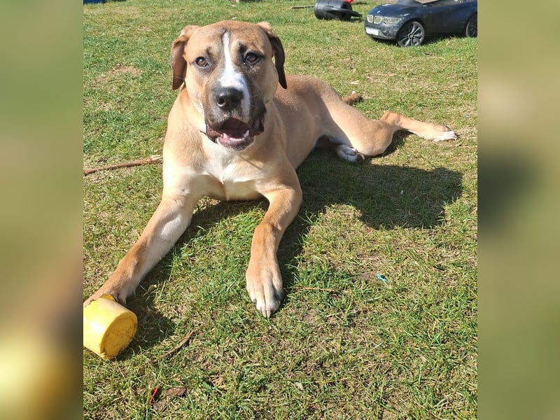 Cane Corso Mischlingshündin 8.5 Monate