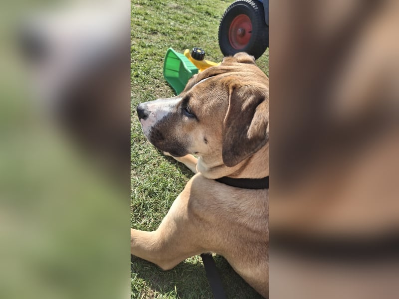 Cane Corso Mischlingshündin 8.5 Monate